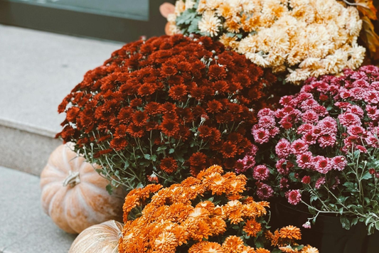 Fall mums chrysanthemums in autumn colors