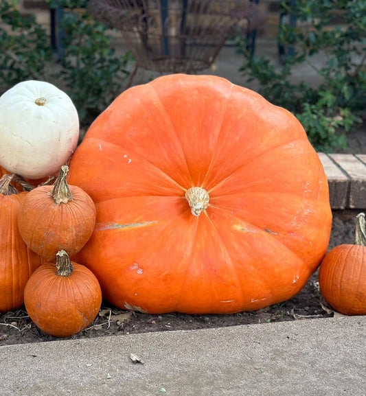 The Heirloom Grande Pumpkin